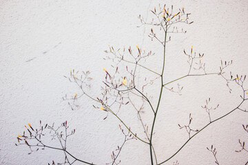 Beautiful background with delicate plant and selective focus. Elegance and beautiful background beauty and health concept.