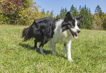 Portrait of Border Collie in nature