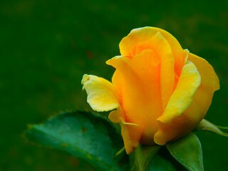 Żółta Róża z kroplą wody [yellow rose with water drops]