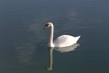 Obraz premium The white swan in the lake
