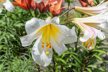 Blooming lily flowers in the garden	
