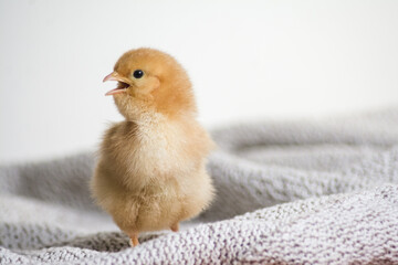 Baby chicken on a white background
