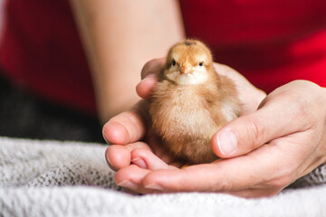 Baby chicken in a hand