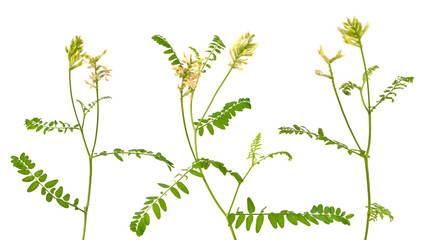 Astragalus glycyphyllos or liquorice milkvetch, wild liquorice, wild licorice. Isolated