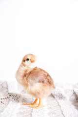 Fototapeta premium Baby chicken on a white background
