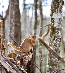 The Abyssinian cat hunts like a cougar in the wild forest. The cat climbs a tree in the forest. The cat hunts in the forest close-up. A hunting cat climbs a tree in a primeval forest. Wild nature.