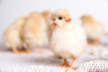 Selective focus shot of a baby chicken