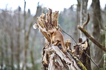 The Abyssinian cat hunts like a cougar in the wild forest. The cat climbs a tree in the forest. The cat hunts in the forest close-up. A hunting cat climbs a tree in a primeval forest. Wild nature. © ST-art