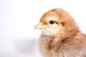 Baby chicken on a white background