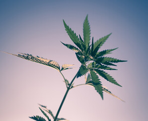 Beautiful toned photo of cannabis bush against the sky. Bottom view of a marijuana bush.