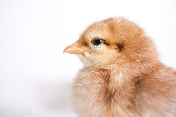 Baby chicken on a white background