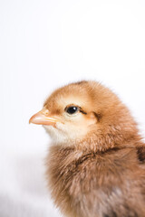 Baby chicken on a white background