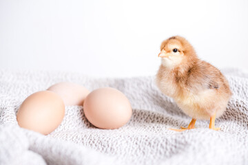 Baby chicken is standing by the eggs