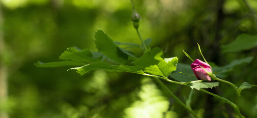 A rosehip (Rosa canina) flower with green leaves on a blurry selective focus background.
