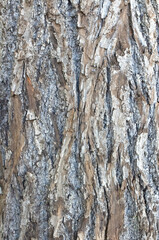 The texture of the bark of the Linden wood.