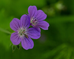 Closeup of beautiful Wood Cranesbill flowers (Geranium sylvaticum)