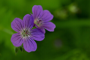 Closeup of beautiful Wood Cranesbill flowers (Geranium sylvaticum)