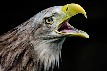 Fototapeten White-tailed eagle, portrait of a bird © Андрій П'ятничка