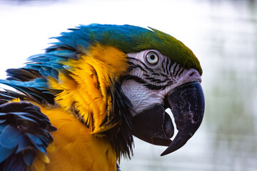 Great macaw parrot