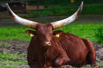 Big bull with powerful horns