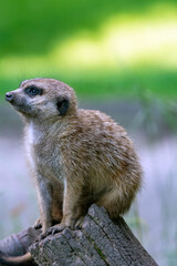 Fototapeta premium Portrait of a meerkat from the mongoose family