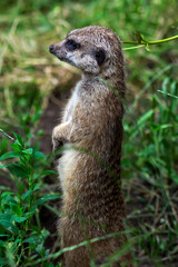 Fototapeta premium Portrait of a meerkat from the mongoose family