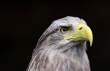 White-tailed eagle, portrait of a bird
