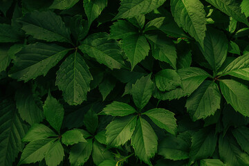 Fototapeta na wymiar Green leaves with water drops, Leaf texture background. green leaf