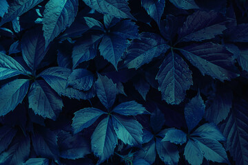 Background of  blue of grapes. Leaf texture.
