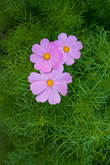 Pink Cosmos bipinnatus, flower background, three flowers on a grass background