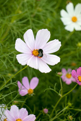 Pink Cosmos bipinnatus, bumblebee on a flower, three flowers on a grass background