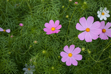 Pink Cosmos bipinnatus, flower background