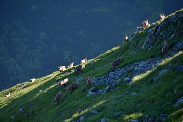 Kozice Tatrzańskie, zwierzęta w Tatrach, liczenie kozic