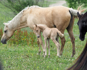 Obraz na płótnie Canvas Wild Horses in Kentucky, Mother & Foal