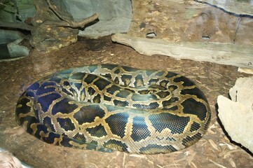 serpent