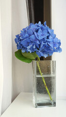 blue flowers hydrangea in a vase on the window