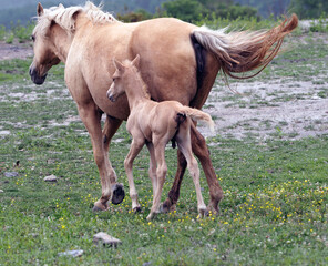Fototapeta premium Mother & Colt Horses in Kentucky
