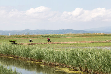 Green Rice fields of the Ebro Delta Natural Park
