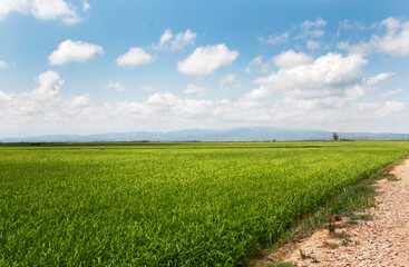 Fototapeta na wymiar green fields of rice plantations in the Ebro River Delta in Catalonia