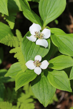 Two bunchberry blossoms at Denali State Park