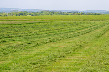 Freshly cut grass in a field in rows.