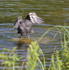 Eurasian coot called Common coot also, Fulica astra in Latin, in water