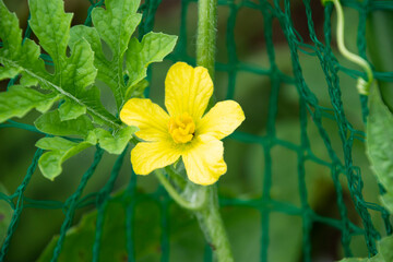 夏の代表的な食材のスイカを花からつぼみやカットした写真を撮影、素材背景にどうぞ
