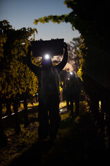 Night Harvest of Wine