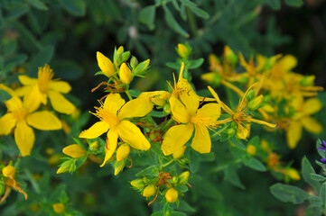 In the wild bloom hypericum perforatum