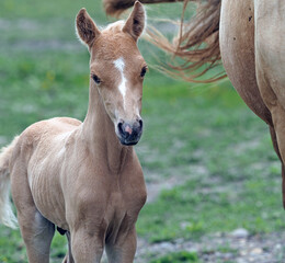 Fototapeta premium Wild Chestnut Colt with Mother