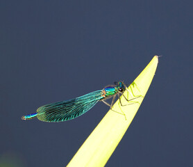 Prachtlibelle