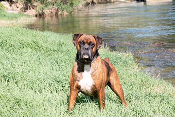 
Boxer enjoying in a river in the mountain