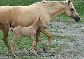 Chestnut Horses, Mother & Foal
