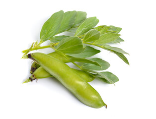 Vicia faba broad bean, fava bean, or faba bean, cover crop Horse bean. Flowers isolated